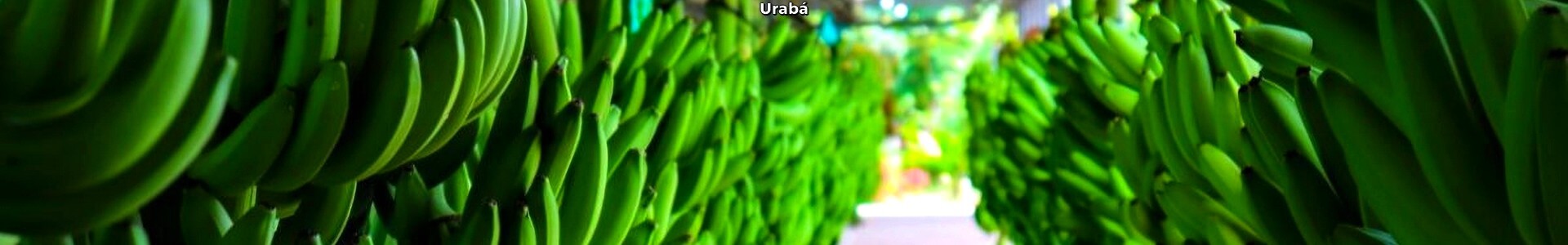 Uraba